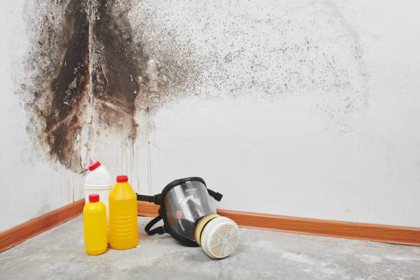Best Professional Mold Removal  in Aurora, NE