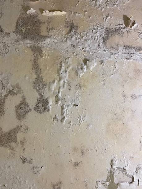 Best Emergency Mold Removal  in Aurora, NE