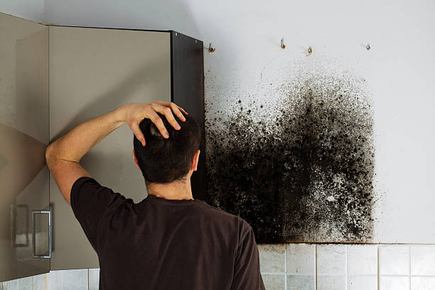 Best Office Mold Removal Services  in Aurora, NE