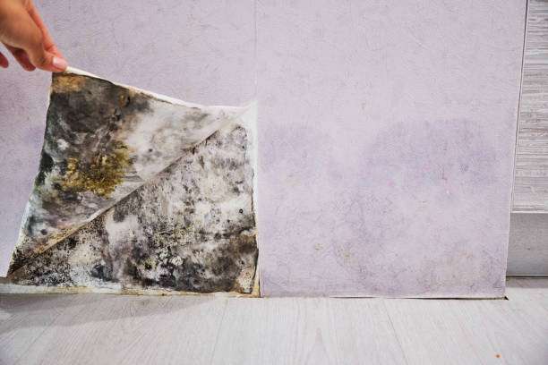 Best Local Mold Removal Service  in Aurora, NE